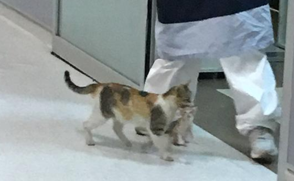 猫妈妈咬住幼猫去医院喊“救命”,得到一条龙服务,留在医院报恩 猫妈妈咬住幼猫去医院喊“救命”,得到一条龙服务,留在医院报恩