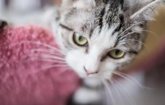 经常换猫粮对猫咪好吗?新手小伙伴可以来这了解一下 经常换猫粮对猫咪好吗?新手小伙伴可以来这了解一下