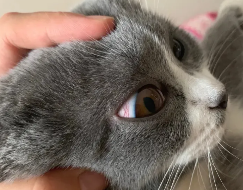 猫眼睛里有红血丝是怎么回事