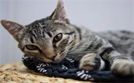 猫以前不乱尿为什么现在乱尿