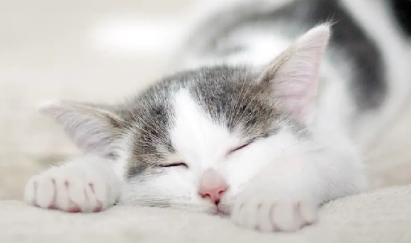 猫怀孕掉毛特别厉害是怎么回事