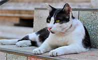 猫多久算成年啊