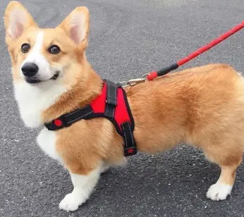 如何训练狗狗拿牵引绳