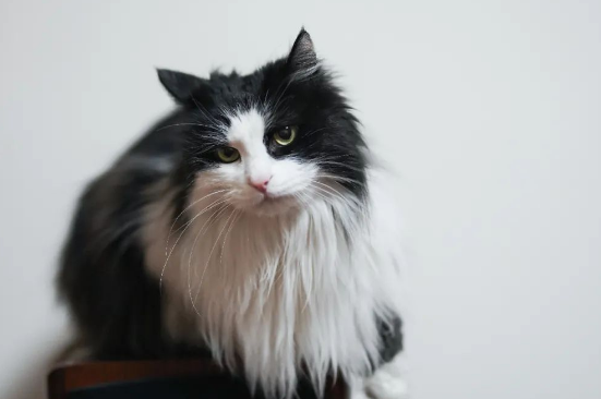为什么给猫咪换粮后会软便拉稀? 为什么给猫咪换粮后会软便拉稀?