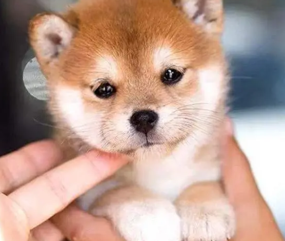 幼犬狗粮怎么泡?正确方法在这! 幼犬狗粮怎么泡?正确方法在这!