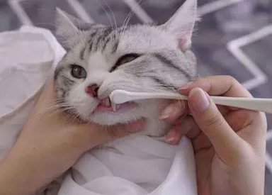 猫咪嘴巴臭怎么治疗