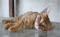 猫打完疫苗发抖正常吗多久