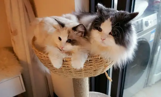家里养猫好不好