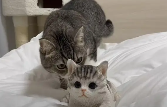 小猫咪太可爱了，简直是行走的表情包