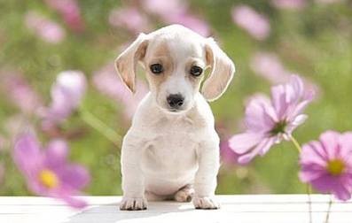 小狗拉黄稀糊状怎么回事