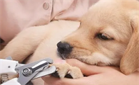 狗指甲怎么剪