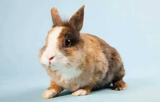 香槟兔好饲养吗?想养的铲屎官快来学习! 香槟兔好饲养吗?想养的铲屎官快来学习!