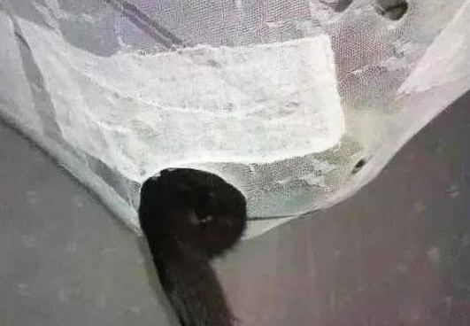 防止猫咪睡床,安装了蚊帐,结果让人傻眼! 防止猫咪睡床,安装了蚊帐,结果让人傻眼!