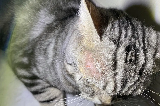 猫咪猫癣擦了药后猫癣变黑了是怎么回事? 猫咪猫癣擦了药后猫癣变黑了是怎么回事?