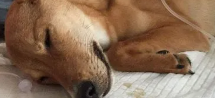小狗得细小是啥意思 小狗得细小是啥意思