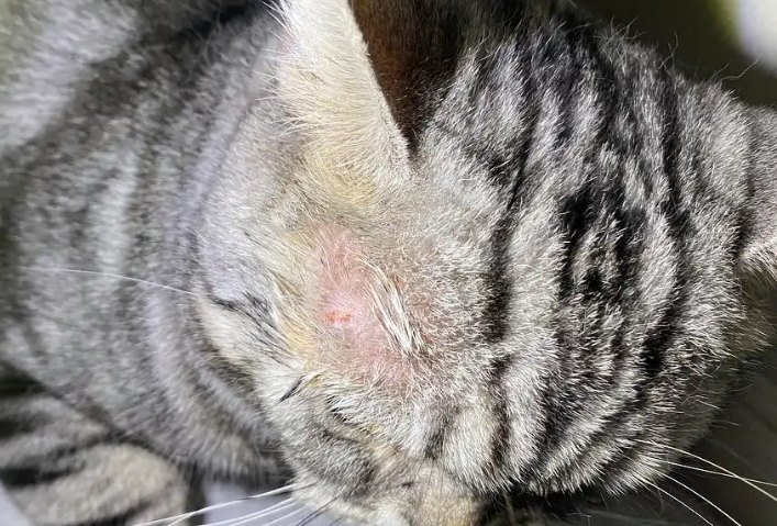 猫咪猫藓快好了是什么样子 猫咪猫藓快好了是什么样子