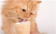 猫咪可以吃一点点冰淇淋吗
