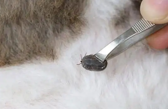 宠物猫有寄生虫吗