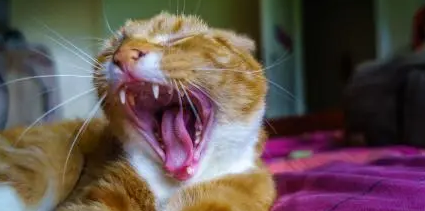 今日科普:猫打嗝什么意思? 今日科普:猫打嗝什么意思?