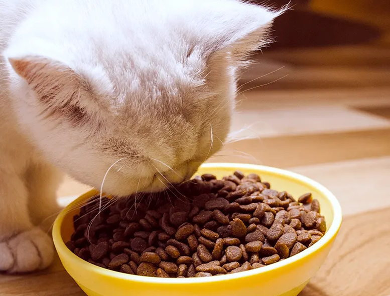 10克猫粮是多少