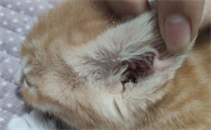 猫有耳螨用什么药好得快