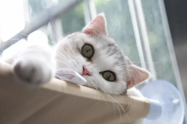 猫粮猫饭罐头?如何找到合适的喂养方式 猫粮猫饭罐头?如何找到合适的喂养方式
