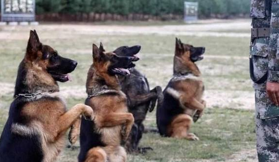 中华土狗为啥不能做军犬,听完兵哥哥的解释,网友:确实不敢用! 中华土狗为啥不能做军犬,听完兵哥哥的解释,网友:确实不敢用!