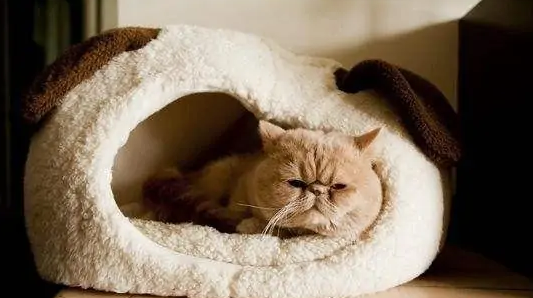 如何让猫咪爱进猫窝-宠物网