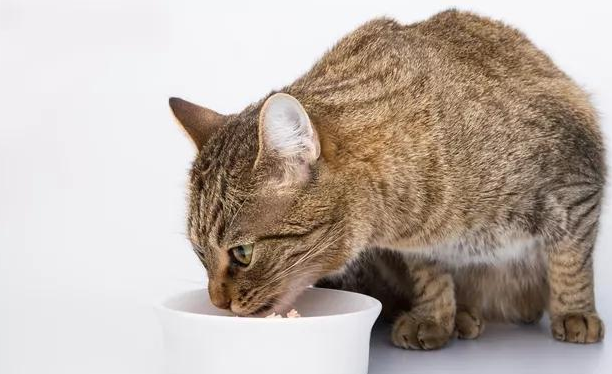 教你认识常见的几款猫咪零食!各有优劣 教你认识常见的几款猫咪零食!各有优劣