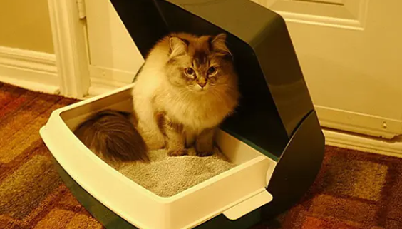 怎么教猫咪上厕所啊