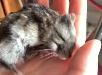 仓鼠浑身冰冷僵硬怎么救活它