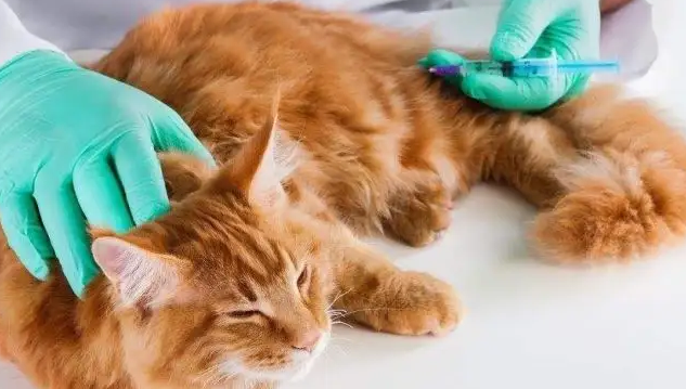 猫咪软便的时候可以打疫苗吗 猫咪软便的时候可以打疫苗吗