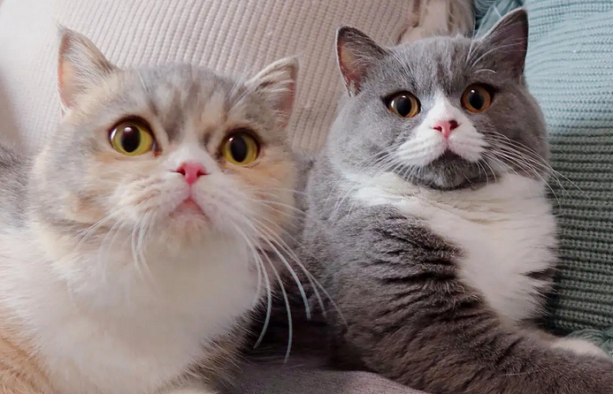 猫为什么突然在床上尿了一点