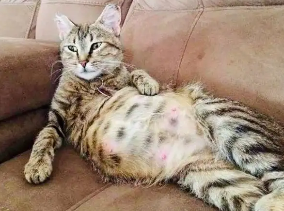 猫怀孕10天最明显的征兆是什么
