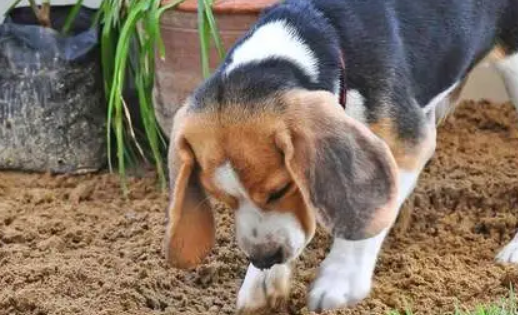 小狗吃土块是怎么回事啊”