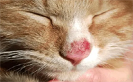 猫咪舔了治猫癣的药会怎么样吗