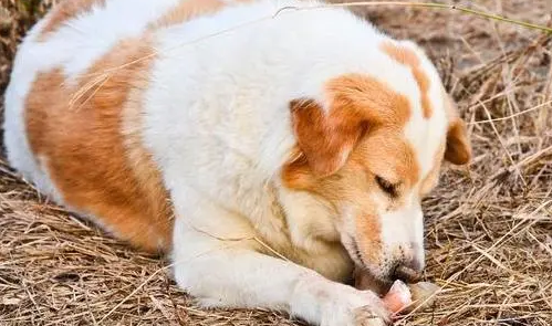 狗狗没有精神也没有食欲是怎么了”