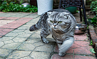 猫怀孕特征是什么样的