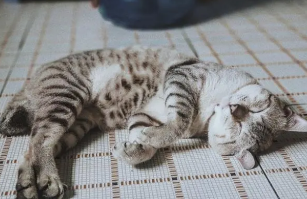 猫粮应该怎么喂?这3大原则你必须造 猫粮应该怎么喂?这3大原则你必须造