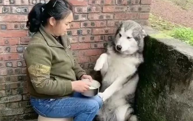 阿拉斯加被奶奶追着喂饭:吃这么点怎么能饱! 阿拉斯加被奶奶追着喂饭:吃这么点怎么能饱!