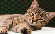 猫的脚垫发热的正常吗