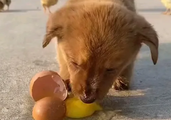 小狗能吃鸡蛋吗1”