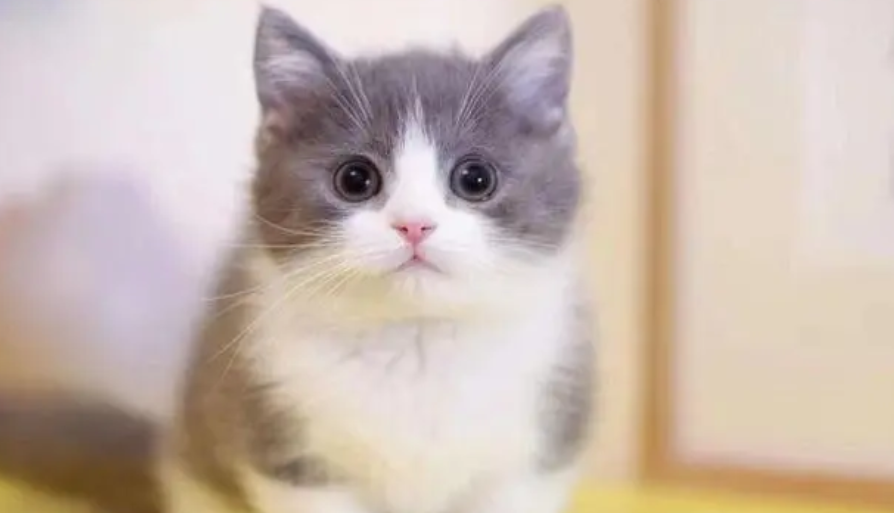 矮脚猫为什么那么贵？这篇文章给你答案