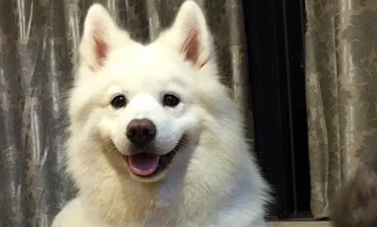 贵宾犬吃什么蔬菜最好 贵宾犬吃什么蔬菜最好