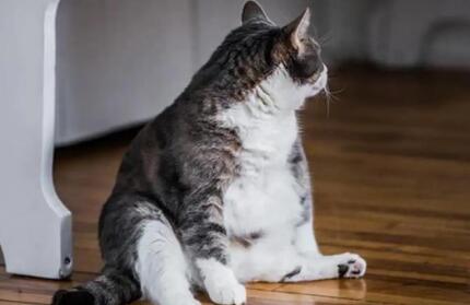 怎样猫区分长胖还是怀孕 怎样猫区分长胖还是怀孕