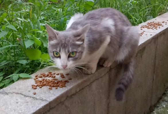 流浪猫吃什么牌子猫粮合适 流浪猫吃什么牌子猫粮合适