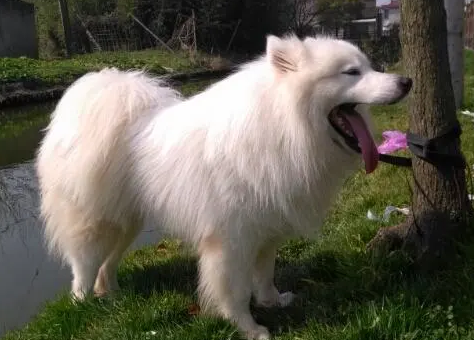 萨摩耶犬成年犬有多大图片