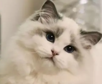 猫无缘无故的叫是什么原因