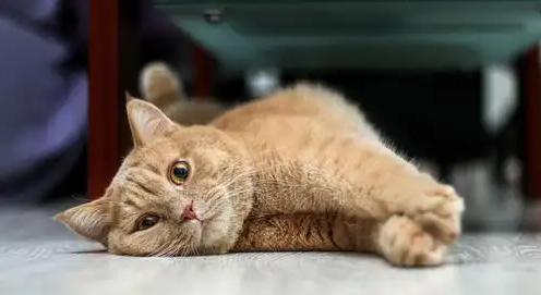 闹猫是什么意思