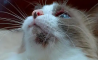 猫猫黑下巴是什么原因